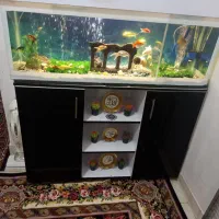 آکواریوم و ماهی