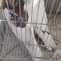 کفتر|پرنده|خوانسار, |دیوار