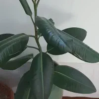 دو عدد گل زیبا