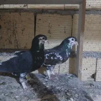 پنج جفت کفتر جفتگاه|پرنده|مشهد, قائم|دیوار