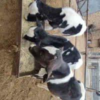 گوساله هولشتاین|حیوانات مزرعه|خنجین, |دیوار