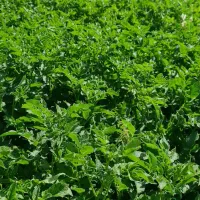 سیب زمینی جیلی ۴۰۲