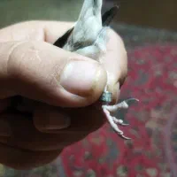 جوجه سهره|پرنده|ساوه, |دیوار