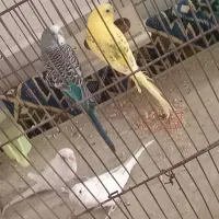 همه نوع پرنده هرچی که بخواهی موجود است|پرنده|هرند, |دیوار