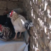 خروس س گلین درجه یک جوان دونه ۶۰۰|حیوانات مزرعه|مبارکه, |دیوار