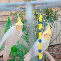 عروس هلندی درشت وسرحال