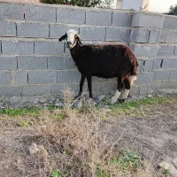 میش قوچ خورده