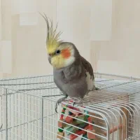 فروش عروس هلندی در اردبیل