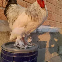 فروش تک خروس برهما لایت وارداتی|حیوانات مزرعه|گنبد کاووس, |دیوار