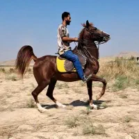 مادیان جنگی سواریدار