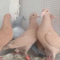 زرد کرمونی و شامی پولکی