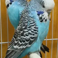 مرغ عشق انگلیسی گرید A