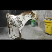 بز اصل صلاله‌ وارداتی|حیوانات مزرعه|چابهار, |دیوار