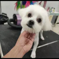 اصلاح سگ گربه پیرایش حیوانات خانگی پت|خدمات پیشه و مهارت|مشهد, وکیلآباد|دیوار