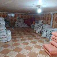 نر پلنگ|پرنده|کرمان, |دیوار