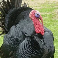 بوقلمون یلدایی