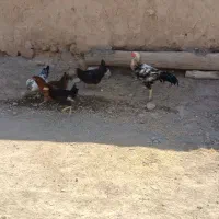 فروش مرغ وخروس|حیوانات مزرعه|شاهین دژ, |دیوار