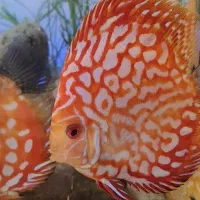 دیسکس|ماهی|تهران, حبیب الله|دیوار