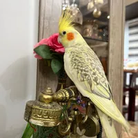 حیوانات گمشده
