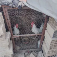 خروس  سفید