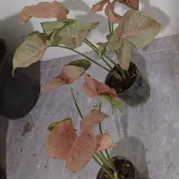 فروش انواع گل و کود های آپارتمانی