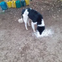 سگ ماده و تولَش