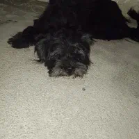 واگذاری سگ پاکوتاه پشمالو