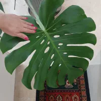 گل خیلی بزرگ برگ انجیری|گل و گیاه طبیعی|تهران, شهرک آزادی|دیوار
