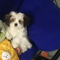 جفت شیتزو واگذاری