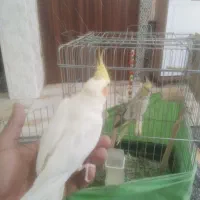 جفت عروس هلندی مولد