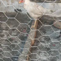 مرغ لاری|حیوانات مزرعه|اسلامشهر, شهرک امام حسین (میان آباد)|دیوار