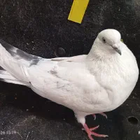 کفتر پرشی تهرانی