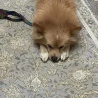 کوچولوی زیبا|سگ|قدس, شهرقدس|دیوار