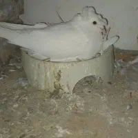 کبوتر زینتی