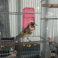 دوتا سره نر جفتی|پرنده|قرچک, میرزائی جنوبی|دیوار