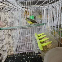 یک جفت یاسمین و یه قناری ماده تک