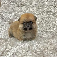 پامر کراس عروسکی پشمالو سگ توله سایز تیکاپ