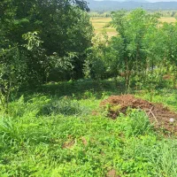 زمین روستایی به مساحت ۱۰۰۰ متر|فروش زمین و ملک کلنگی|توتکابن, |دیوار