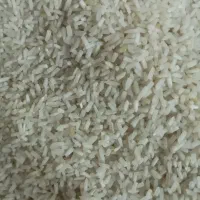 برنج شمال بشرط پخت و تست