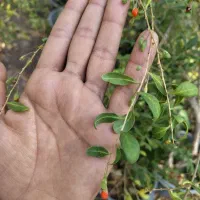 حراج نهال گوجی بری|گل و گیاه طبیعی|تهران, بوستان چیتگر|دیوار