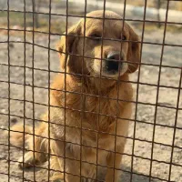 سگ گلدن رتریور اصل|سگ|ارومیه, |دیوار