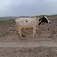 فروش گاو هلندی