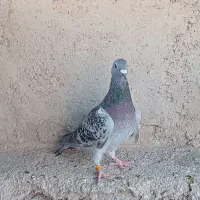کبوتر|پرنده|فسا, |دیوار