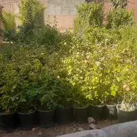رز و رونده معطر کاغذی  فیلکوس جنگلی گندمی و....|گل و گیاه طبیعی|محلات, |دیوار