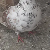 ۴تا کبوترماده خوب عالی