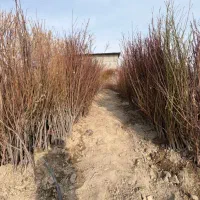 فروش انواع نهال های با کیفیت