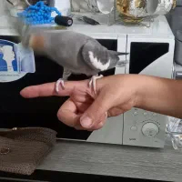 عروس هلندی دستی ماده