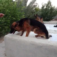 ژرمن شپرد نر و ماده یک و نیم ساله|سگ|بندر کنگان, |دیوار