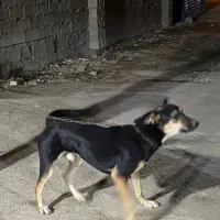 فروشی|سگ|اهواز, کوی طلاب|دیوار