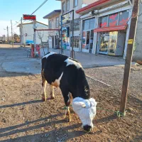 ب یک فروشنده قصاب و امور قصابی نیازمندیم|استخدام بازاریابی و فروش|کوراییم, |دیوار